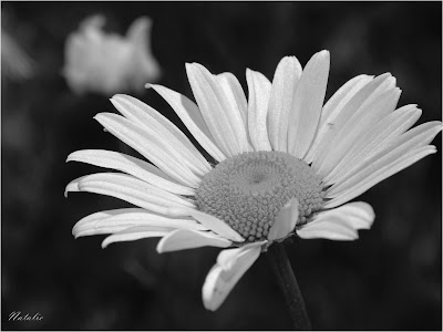 Labels: black, black and white, bw, daisy, flower, flowers, petals