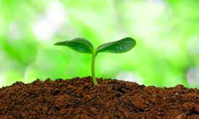 Preparing Healthy Soil for Your Garden.