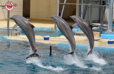 Delfines en Aquopolis de la Pineda Platja - Vila Seca