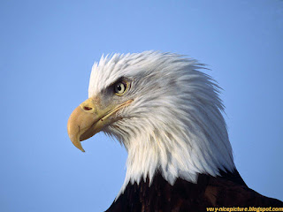 bald eagles images