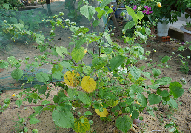 Atibala Benefits