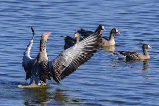 Wildlifefotografie Naturfotografie Graugans Olaf Kerber