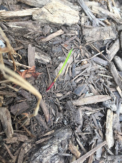 japanese forest grass new shoot