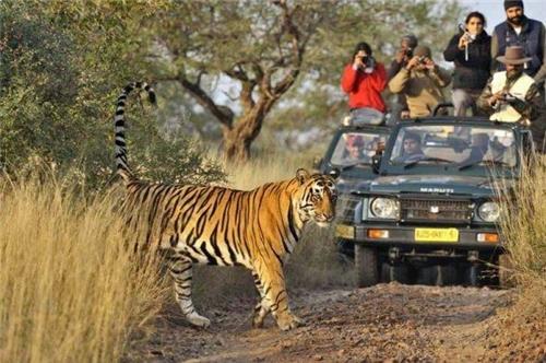 Must go for jeep safari in Eravikulam National Park