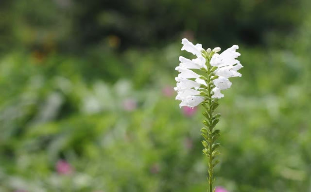 Physostegia Virginiana Flowers Pictures