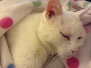 white cat lying in polka dot blanket 