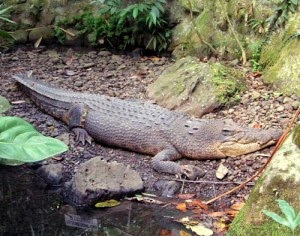 Buaya Mindoro atau Crocodylus mindorensis