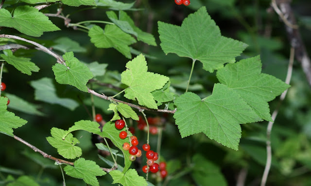 Смородина маньчжурская (Ribes mandshuricum)