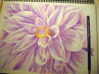 Work in Progress photo of a Color Pencil Drawing of a Dahlia Flower