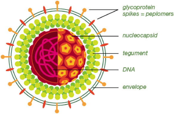 cara menghilangkan penyakit herpes