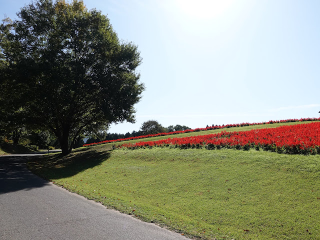 とっとり花回廊の花の丘