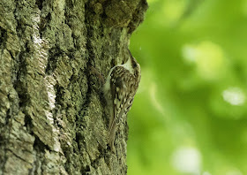 Brown Creeper - Oak Openings Preserve, Ohio, USA