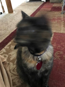 Real Cat Paisley with blurry head