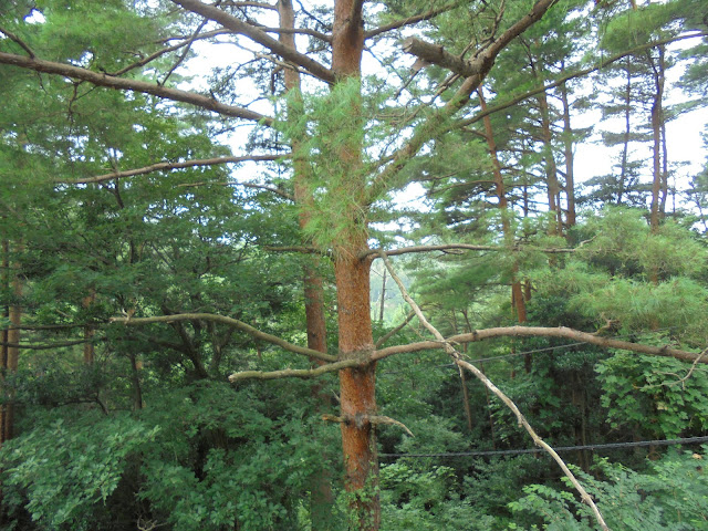 大山平原ゴルフクラブ