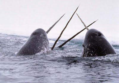 Narwhal si Ikan Unik