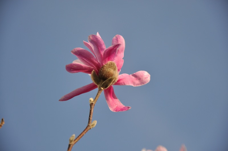 DSC_4529.JPG
