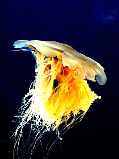 This is a jelly fish.