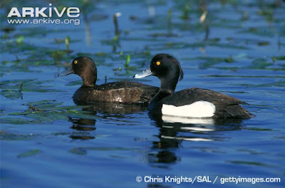 Tufted Duck