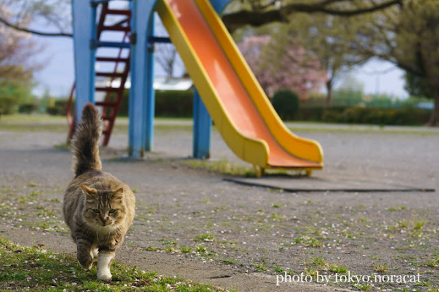 野良猫写真