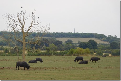 9 water buffalo