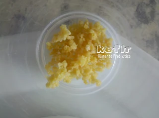 Kefir Alimento Probiotico