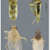 [Insect] A new species of Ambunticoris from Sulawesi (Hemiptera: Heteroptera: Miridae)