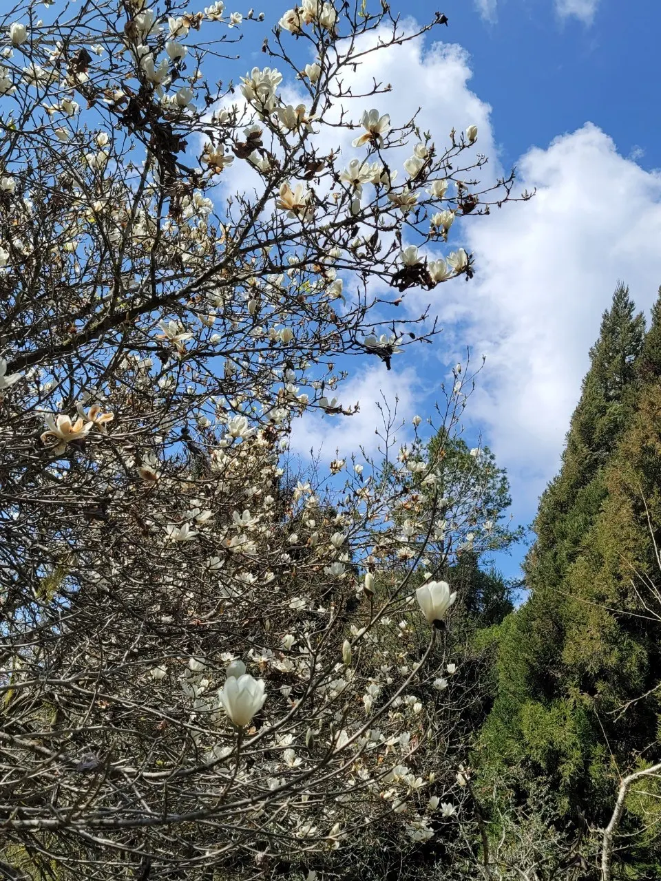 嘉義-阿里山-茶屋-景點-美食-品茶-茶席-茶田35號-菜單-茶文化體驗-評價-茶葉