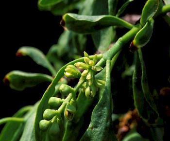 tumbuhan herbal Benalu Loranthus Spec div Tanaman tumbuhan herbal Benalu Loranthus Spec div Tanaman