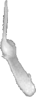 sperma