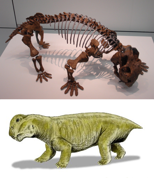 Esqueleto fósil y reconstrucción artística de Lystrosaurus sp.