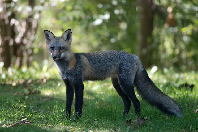 Because visitors to Presqu'ile PP feed these foxes, they become tame and are not afraid to approach humans. This one, with a coat variation, was right outside the parking lot by the lighthouse at the far end of the park.
