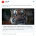 Tiger Has Coronavirus bronx zoo Positive Case 