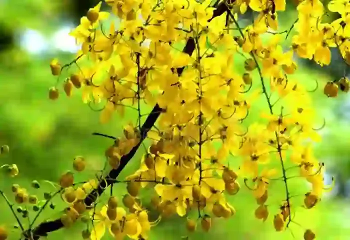 News, Malayalam News, Kerala, Vishu, Golden Shower, Cassia fistula, Health,