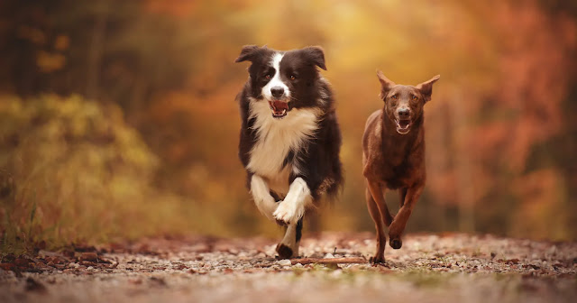 combien-de-km-peut-courir-un-chien