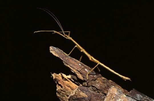 Serangga Batang (Stick Insect)