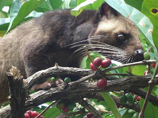 ada-kamu.blogspot.com - 7 Kopi Asli Indonesia yang Mendunia