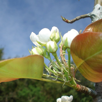 botão floral pêra