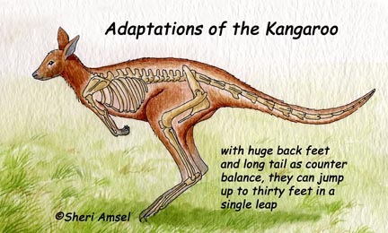 Kangaroo adaptation