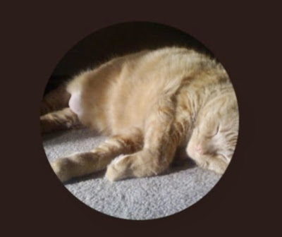 Twitter profile pic for NickNackPaddyWhack-ed .  An orange cat sleeping.