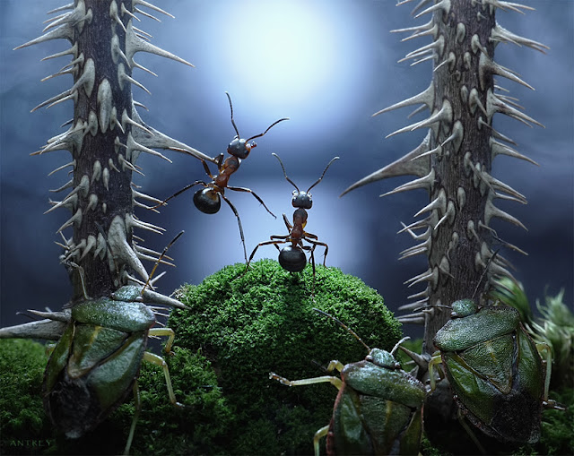 Photographer Andrey Pavlov create amazingly cool photographs using ants in the series Ant Tales, ant tales, the fantasy world of ants, Andrey Pavlov, ant pictures