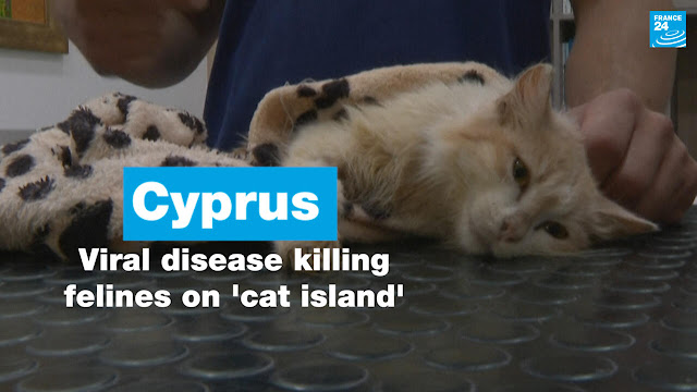 Feline Coronavirus spreading across Cyprus