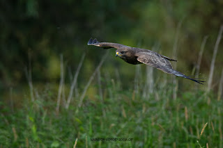 Wildlifefotografie Lippeaue Olaf Kerber Mäusebussard