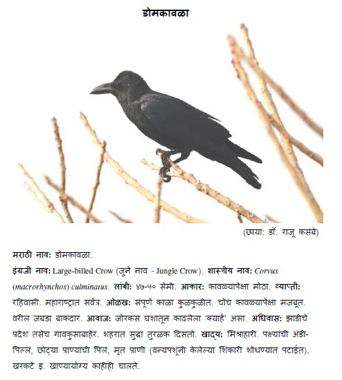 kavala bird information in marathi