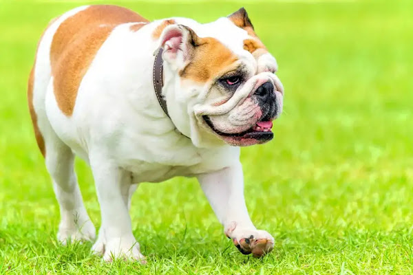 English Bulldog | Top 10 Cutest Small Dog Breeds