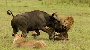  http://www.globalinfoz.com/2016/02/buffalo-fight-with-lion.html