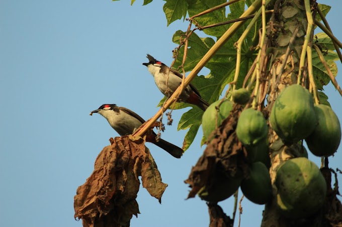 鳥の楽園　ネパール