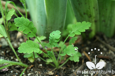 Papaver rhoeas L. Corn Poppy, Flanders poppy seedling