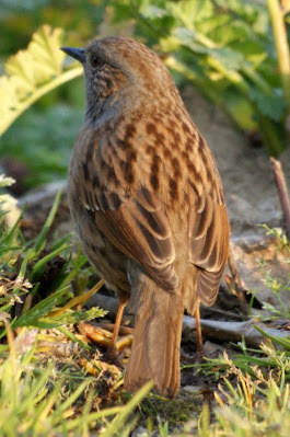 Heggenmus - Graupiper - Prunella modularis