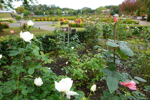 鳥取県西伯郡南部町鶴田　とっとり花回廊　バラ（薔薇）