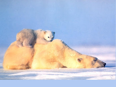 Animal Wallpaper 1024 768 - Polar Bear Cub On Top Sleeping Mother